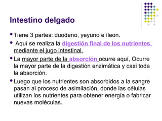 Intestino delgado
Tiene 3 partes: duodeno, yeyuno e íleon.
 Aquí se realiza la digestión final de los nutrientes,
mediante el jugo intestinal.
La mayor parte de la absorción ocurre aquí, Ocurre
la mayor parte de la digestión enzimática y casi toda
la absorción.
Luego que los nutrientes son absorbidos a la sangre
pasan al proceso de asimilación, donde las células
utilizan los nutrientes para obtener energía o fabricar
nuevas moléculas.
 