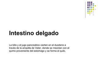 Intestino delgado
La bilis y el jugo pancreático vierten en el duodeno a
través de la ampolla de Vater, donde se mezclan con el
quimo proveniente del estomago y se forma el quilo.
 