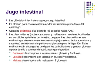 Jugo intestinal
 Las glándulas intestinales segregan jugo intestinal
 Es alcalino para contrarrestar la acidez del alimento procedente del
estómago.
 Contiene peptidasa, que degrada los péptidos hasta AAC.
 Las disacaridasas (lactasa, sacarasa y maltasa) son enzimas localizadas
en las células epiteliales del intestino delgado. Las disacaridasas son
enzimas que descomponen azúcares complejos (como lactosa, maltosa y
sacarosa) en azúcares simples (como glucosa) para la digestión. Estas
enzimas están encargadas de digerir los carbohidratos y generar glucosa
a partir de ello y son tres disacaridasas que degradan:
 Sacarasa: descompone a la sacarosa en glucosa y fructuosa.
 Lactasa:descompone a la lactosa en glucosa y galactosa.
 Maltasa:descompone a la maltosa en 2 glucosas.
 
