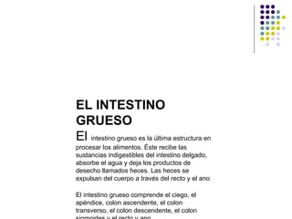 EL INTESTINO
GRUESO
El intestino grueso es la última estructura en
procesar los alimentos. Éste recibe las
sustancias indigestibles del intestino delgado,
absorbe el agua y deja los productos de
desecho llamados heces. Las heces se
expulsan del cuerpo a través del recto y el ano
El intestino grueso comprende el ciego, el
apéndice, colon ascendente, el colon
transverso, el colon descendente, el colon
 