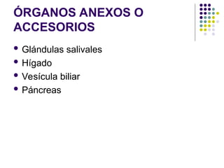 ÓRGANOS ANEXOS O
ACCESORIOS
 Glándulas salivales
 Hígado
 Vesícula biliar
 Páncreas
 