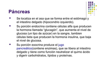 Páncreas
 Se localiza en el asa que se forma entre el estómago y
el intestino delgado (hipocondrio izquierdo).
 Su porción endocrina contiene células alfa que producen
la hormona llamada “glucagón”, que aumenta el nivel de
glucosa (un tipo de azúcar) en la sangre, tambien
células beta que producen la hormona insulina, que baja
el nivel de glucosa.
 Su porción exocrina produce el jugo
pancreático(contiene enzimas), que se libera al intestino
delgado y tiene como función neutralizar el quimo ácido
y digerir carbohidratos, lípidos y proteínas.
 