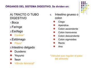 ÓRGANOS DEL SISTEMA DIGESTIVO. Se dividen en:
6. Intestino grueso o
colon
Ciego
Apéndice
Colon ascendente
Colon transverso
Colon descendente
Colon sigmoides
Recto
Ano
*Válvulas que regulan el paso
del alimento
A) TRACTO O TUBO
DIGESTIVO
1.Boca
2.Faringe
3.Esófago
Cardias*
4.Estómago
Píloro*
5.Intestino delgado
Duodeno
Yeyuno
Íleon
Válvula íleocecal*
 