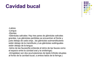 Cavidad bucal
-Labios
-Lengua
-Dientes
-Glándulas salivales: Hay tres pares de glándulas salivales
grandes. Las glándulas parótidas se encuentran al frente y
justo debajo de cada oreja , las glándulas submandibulares
están debajo de la mandíbula y Las glándulas sublinguales
están debajo de la lengua.
-Istmo de las fauces(Se entiende el istmo de las fauces como
el espacio entre la cavidad oral y la orofaringe).
-Amígdalas( son dos acumulaciones de tejido linfoide situadas
al fondo de la cavidad bucal, a ambos lados de la faringe.)
 
