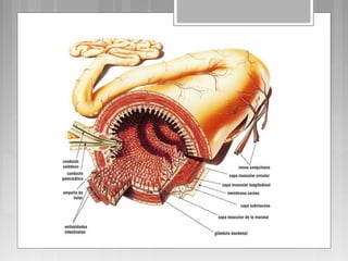 Aparato digestivo  capas-