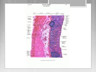 Aparato digestivo  capas-