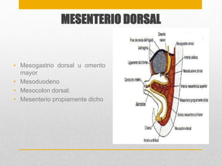 MESENTERIO DORSAL 
• Mesogastrio dorsal u omento 
mayor 
• Mesoduodeno 
• Mesocolon dorsal. 
• Mesenterio propiamente dicho 
 