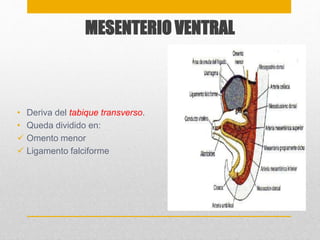 MESENTERIO VENTRAL 
• Deriva del tabique transverso. 
• Queda dividido en: 
 Omento menor 
 Ligamento falciforme 
 