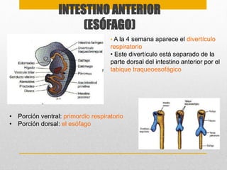 INTESTINO ANTERIOR 
(ESÓFAGO) 
• A la 4 semana aparece el divertículo 
respiratorio 
• Este divertículo está separado de la 
parte dorsal del intestino anterior por el 
tabique traqueoesofágico 
• Porción ventral: primordio respiratorio 
• Porción dorsal: el esófago 
 