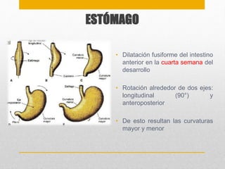 ESTÓMAGO 
• Dilatación fusiforme del intestino 
anterior en la cuarta semana del 
desarrollo 
• Rotación alrededor de dos ejes: 
longitudinal (90°) y 
anteroposterior 
• De esto resultan las curvaturas 
mayor y menor 
 