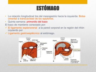 ESTÓMAGO 
• La rotación longitudinal tira del mesogastrio hacia la izquierda: Bolsa 
omental o transcavidad de los epiplones. 
• Quinta semana: primordio del bazo 
El bazo de mantiene conectado por: 
 El ligamento esplenorenal a la pared corporal en la región del riñón 
izquierdo por 
 Ligamento gastroesplécnico al estómago. 
 