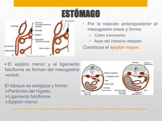 ESTÓMAGO 
• Por la rotación anteroposterior el 
mesogastrio crece y forma: 
 Colon transverso. 
 Asas del intestino delgado. 
Constituye el epiplón mayor. 
• El epiplón menor y el ligamento 
falciforme se forman del mesogastrio 
ventral. 
El tabique se adelgaza y forma: 
Peritoneo del hígado. 
Ligamento falciforme. 
Epiplón menor. 
 