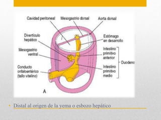 • Distal al origen de la yema o esbozo hepático 
 