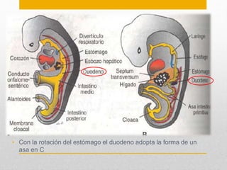 • Con la rotación del estómago el duodeno adopta la forma de un 
asa en C 
 