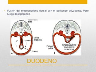• Fusión del mesoduodeno dorsal con el peritoneo adyacente. Pero 
luego desaparecen 
DUODENO 
 