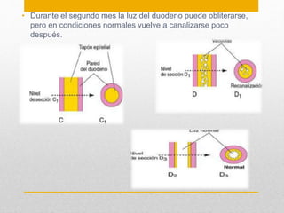 • Durante el segundo mes la luz del duodeno puede obliterarse, 
pero en condiciones normales vuelve a canalizarse poco 
después. 
 