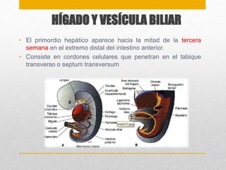 HÍGADO Y VESÍCULA BILIAR 
• El primordio hepático aparece hacia la mitad de la tercera 
semana en el extremo distal del intestino anterior. 
• Consiste en cordones celulares que penetran en el tabique 
transverso o septum transversum 
 