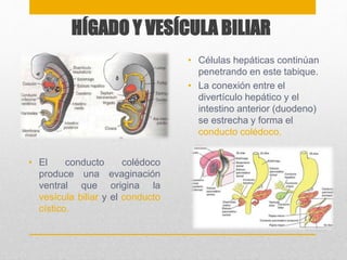 HÍGADO Y VESÍCULA BILIAR 
• El conducto colédoco 
produce una evaginación 
ventral que origina la 
vesícula biliar y el conducto 
cístico. 
• Células hepáticas continúan 
penetrando en este tabique. 
• La conexión entre el 
divertículo hepático y el 
intestino anterior (duodeno) 
se estrecha y forma el 
conducto colédoco. 
 