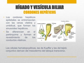 HÍGADO Y VESÍCULA BILIAR 
CORDONES HEPÁTICOS 
• Los cordones hepáticos 
epiteliales se entremezclan 
con las venas vitelina y 
umbilical, que forman los 
sinusoides hepáticos. 
• Se diferencian en el 
parénquima y forman el 
revestimiento de los 
conductos vitelinos. 
Las células hematopoyéticas, las de Kupffer y las del tejido 
conjuntivo derivan del mesodermo del tabique transverso. 
 