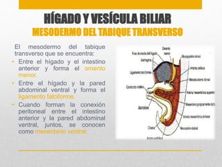 HÍGADO Y VESÍCULA BILIAR 
MESODERMO DEL TABIQUE TRANSVERSO 
El mesodermo del tabique 
transverso que se encuentra: 
• Entre el hígado y el intestino 
anterior y forma el omento 
menor. 
• Entre el hígado y la pared 
abdominal ventral y forma el 
ligamento falciforme. 
• Cuando forman la conexión 
peritoneal entre el intestino 
anterior y la pared abdominal 
ventral, juntos, se conocen 
como mesenterio ventral. 
 