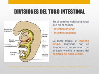 DIVISIONES DEL TUBO INTESTINAL 
En el extremo cefálico al igual 
que en el caudal: 
• Intestino anterior 
• Intestino posterior 
La parte media, el intestino 
medio, mantiene por un 
tiempo su comunicación con 
el saco vitelino a través del 
pedículo del saco vitelino. 
 