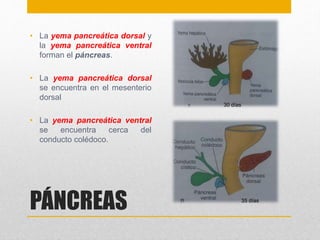 • La yema pancreática dorsal y 
la yema pancreática ventral 
forman el páncreas. 
• La yema pancreática dorsal 
se encuentra en el mesenterio 
dorsal 
• La yema pancreática ventral 
se encuentra cerca del 
conducto colédoco. 
PÁNCREAS 
30 días 
35 días 
 