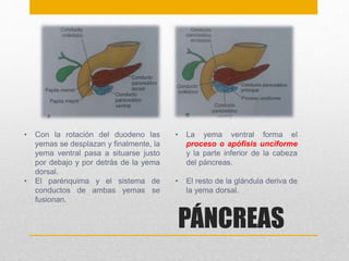 PÁNCREAS 
• Con la rotación del duodeno las 
yemas se desplazan y finalmente, la 
yema ventral pasa a situarse justo 
por debajo y por detrás de la yema 
dorsal. 
• El parénquima y el sistema de 
conductos de ambas yemas se 
fusionan. 
• La yema ventral forma el 
proceso o apófisis unciforme 
y la parte inferior de la cabeza 
del páncreas. 
• El resto de la glándula deriva de 
la yema dorsal. 
 