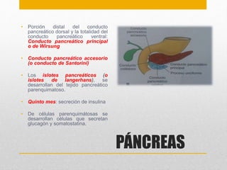 PÁNCREAS 
• Porción distal del conducto 
pancreático dorsal y la totalidad del 
conducto pancreático ventral: 
Conducto pancreático principal 
o de Wirsung 
• Conducto pancreático accesorio 
(o conducto de Santorini) 
• Los islotes pancreáticos (o 
islotes de langerhans), se 
desarrollan del tejido pancreático 
parenquimatoso. 
• Quinto mes: secreción de insulina 
• De células parenquimátosas se 
desarrollan células que secretan 
glucagón y somatostatina. 
 