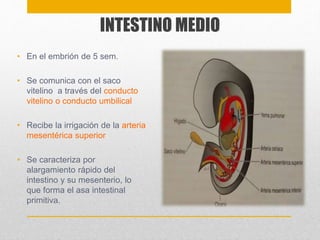 INTESTINO MEDIO 
• En el embrión de 5 sem. 
• Se comunica con el saco 
vitelino a través del conducto 
vitelino o conducto umbilical 
• Recibe la irrigación de la arteria 
mesentérica superior 
• Se caracteriza por 
alargamiento rápido del 
intestino y su mesenterio, lo 
que forma el asa intestinal 
primitiva. 
 