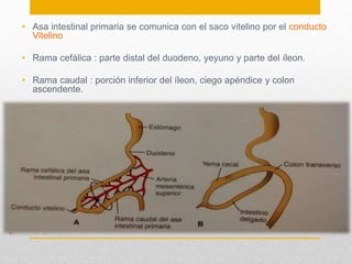 • Asa intestinal primaria se comunica con el saco vitelino por el conducto 
Vitelino 
• Rama cefálica : parte distal del duodeno, yeyuno y parte del íleon. 
• Rama caudal : porción inferior del íleon, ciego apéndice y colon 
ascendente. 
 