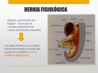 HERNIA FISIOLÓGICA 
• Rápido crecimiento del 
hígado , hace que la 
cavidad abdominal se 
vuelva demasiado pequeña. 
Las asas entran a la cavidad 
extraembrionaria a través del 
conducto umbilical ( hernia 
umbilical fisiológica) 
 