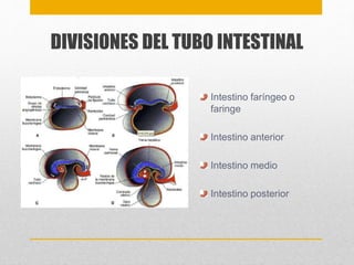DIVISIONES DEL TUBO INTESTINAL 
Intestino faríngeo o 
faringe 
Intestino anterior 
Intestino medio 
Intestino posterior 
 