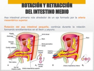 ROTACIÓN Y RETRACCIÓN 
DEL INTESTINO MEDIO 
Asa intestinal primaria rota alrededor de un eje formado por la arteria 
mesentérica superior. 
Rotación del asa intestinal pequeña, continúa durante la rotación 
formando enrollamientos en el íleon y yeyuno. 
 