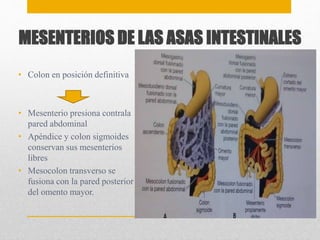 MESENTERIOS DE LAS ASAS INTESTINALES 
• Colon en posición definitiva 
• Mesenterio presiona contrala 
pared abdominal 
• Apéndice y colon sigmoides 
conservan sus mesenterios 
libres 
• Mesocolon transverso se 
fusiona con la pared posterior 
del omento mayor. 
 