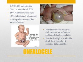 • 2,5/10.000 nacimientos 
• Tasa de mortalidad: 25% 
• 50% Anomalías cardíacas 
• 40% defectos del tubo neural 
• ~50% padecen anomalías 
cromosómicas 
• Herniación de las vísceras 
abdominales a través de un 
anillo umbilical agrandado. 
• Hernia fisiológica producida 
desde la 6ª hasta la 10ª 
semanas del desarrollo. 
ONFALOCELE 
 