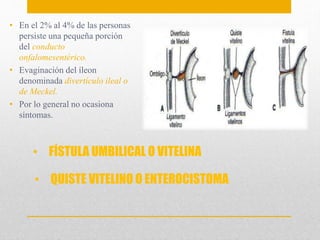 • En el 2% al 4% de las personas 
persiste una pequeña porción 
del conducto 
onfalomesentérico. 
• Evaginación del íleon 
denominada divertículo ileal o 
de Meckel. 
• Por lo general no ocasiona 
síntomas. 
• FÍSTULA UMBILICAL O VITELINA 
• QUISTE VITELINO O ENTEROCISTOMA 
 