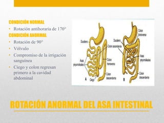 CONDICIÓN NORMAL 
• Rotación antihoraria de 170° 
CONDICIÓN ANORMAL 
• Rotación de 90° 
• Vólvulo 
• Compromiso de la irrigación 
sanguínea 
• Ciego y colon regresan 
primero a la cavidad 
abdominal 
ROTACIÓN ANORMAL DEL ASA INTESTINAL 
 