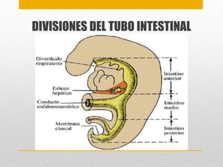 DIVISIONES DEL TUBO INTESTINAL 
 