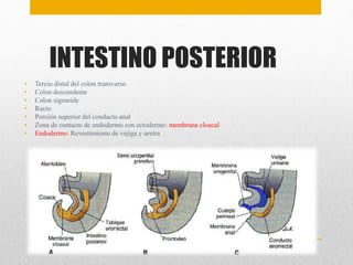 INTESTINO POSTERIOR 
• Tercio distal del colon transverso 
• Colon descendente 
• Colon sigmoide 
• Recto 
• Porción superior del conducto anal 
• Zona de contacto de endodermo con ectodermo: membrana cloacal 
• Endodermo: Revestimiento de vejiga y uretra 
 