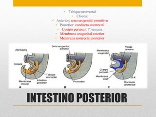 • Tabique urorrectal 
• Cloaca: 
 Anterior: seno urogenital primitivo 
 Posterior: conducto anorrectal 
• Cuerpo perineal: 7ª semana 
• Membrana urogenital anterior 
• Menbrana anorrectal posterior 
INTESTINO POSTERIOR 
 