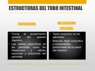 ESTRUCTURAS DEL TUBO INTESTINAL 
ENDODERMO 
• Forma el revestimiento 
epitelial del aparato 
digestivo. 
• Las células específicas de 
las glándulas como los 
hepatocitos y células 
exocrinas y endocrinas del 
páncreas 
MESODERMO 
VISCERAL 
• Tejido conjuntivo de las 
glándulas 
• Músculo, tejido conjuntivo 
y componentes 
peritoneales de la pared 
del intestino 
 
