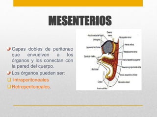MESENTERIOS 
Capas dobles de peritoneo 
que envuelven a los 
órganos y los conectan con 
la pared del cuerpo. 
Los órganos pueden ser: 
 Intraperitoneales 
Retroperitoneales. 
 