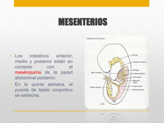 MESENTERIOS 
• Los intestinos anterior, 
medio y posterior están en 
contacto con el 
mesénquima de la pared 
abdominal posterior. 
• En la quinta semana, el 
puente de tejido conjuntivo 
se estrecha. 
 