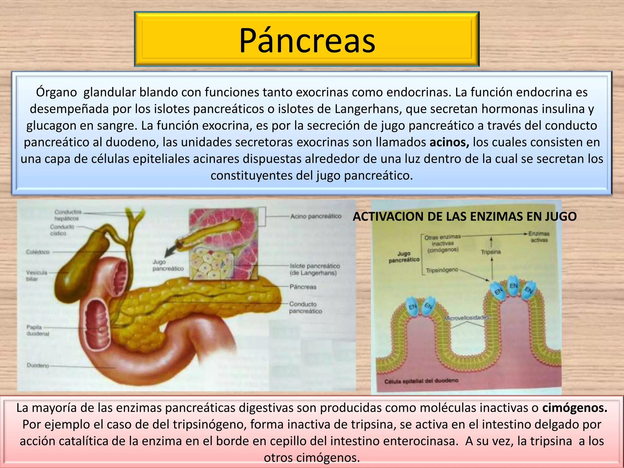 Aparato digestivo páncreas - enzimas digestivas | PPT