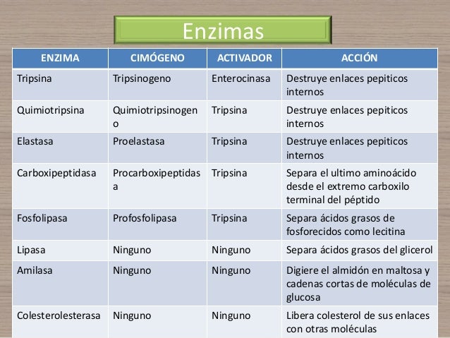 Aparato digestivo páncreas enzimas digestivas