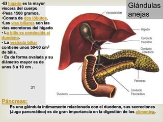 26JUGO INTESTINALINTESTINO DELGADOTERMINA EL ATAQUE DE LOS GLÚCIDOS, GRASAS Y PROTEÍNAS. DIGESTIÓN TOTAL.