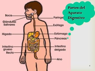 4Partes del Aparato Digestivo