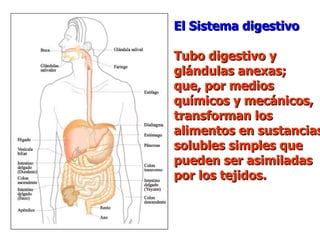 El Sistema  digestivo Tubo digestivo y  glándulas anexas; que, por medios químicos y mecánicos, transforman los alimentos en sustancias solubles simples que pueden ser asimiladas  por los tejidos. 