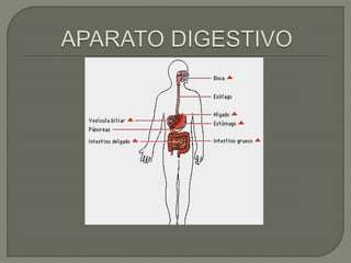 Aparato digestivo1