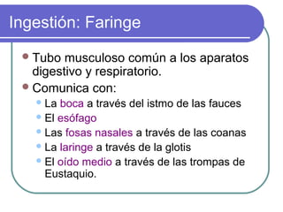 Ingestión: Faringe
Tubo musculoso común a los aparatos
digestivo y respiratorio.
Comunica con:
La boca a través del istmo de las fauces
El esófago
Las fosas nasales a través de las coanas
La laringe a través de la glotis
El oído medio a través de las trompas de
Eustaquio.
 